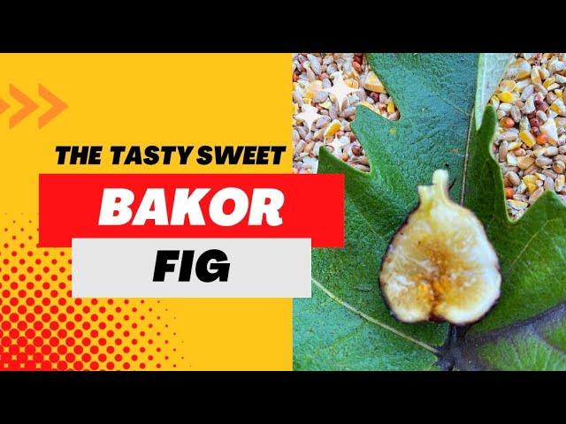 Tasting The Very Sweet Fig “Bakor”