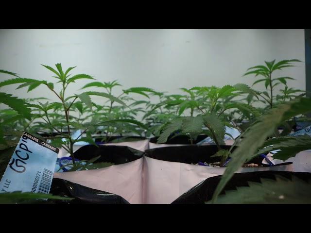 Colorado Harvest Company Cannabis Grow Sneak Peek