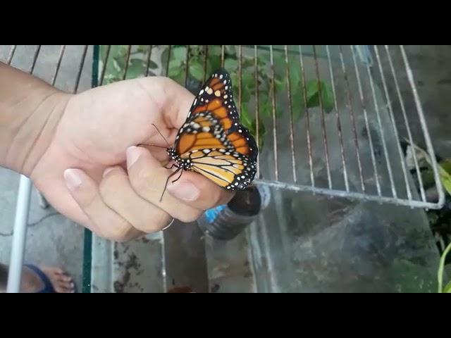 Borboleta-monarca.