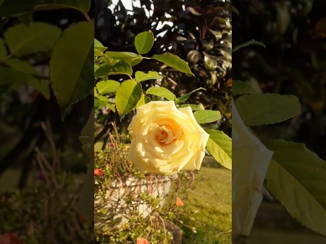 Rose #rose #roselover #tiewkulab #roseflower #meghalaya