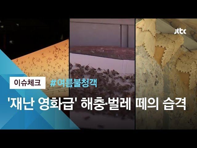 [이슈체크 #여름불청객] 곳곳에 우글우글…'재난 영화급' 해충·벌레 떼의 습격