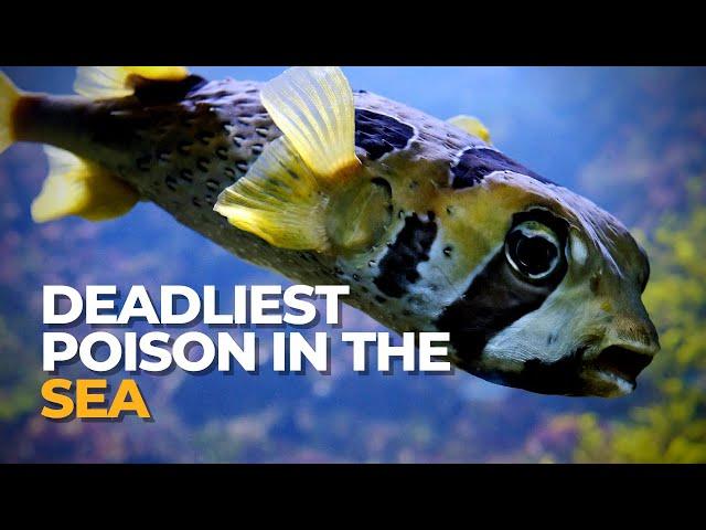 Most Poisonous Fish in the World