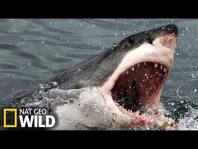 Un grand requin blanc attaque un éléphant de mer