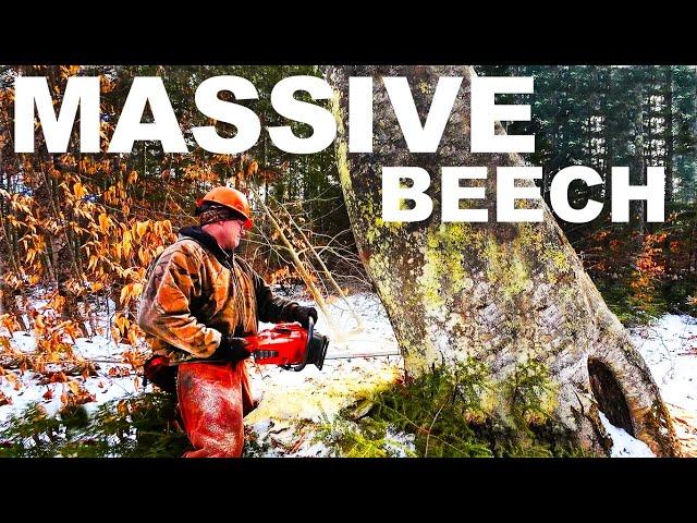 PONSEE ERGO and HUSQVARNA 572 CHAINSAW LOGGING BEECH TREES in MICHIGAN with LOGGER MAC!