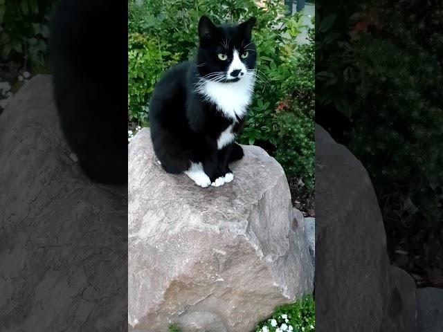 Top-model #cats #lifecats #carvideo #catblogger #catlife