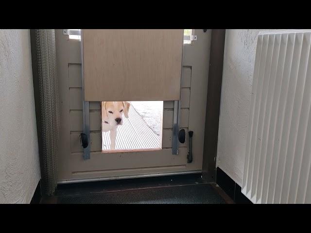 Automatic pneumatic pet door