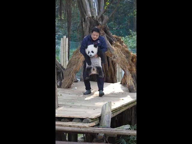 奇三妹好像个布娃娃！！！ #大熊猫奇三妹