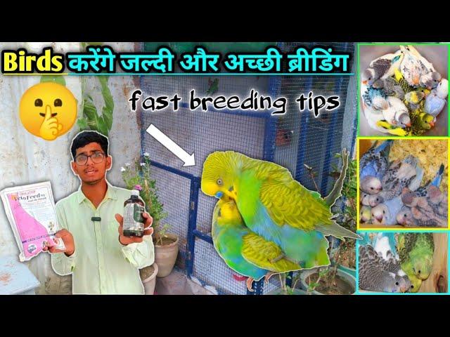 Birds Ko Breeding Ke Samay Kaunsa Calcium Aur Vitamin den || budgies breeding formula.