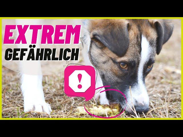 Dein Hund frisst draußen alles vom Boden? Das kannst du tun!