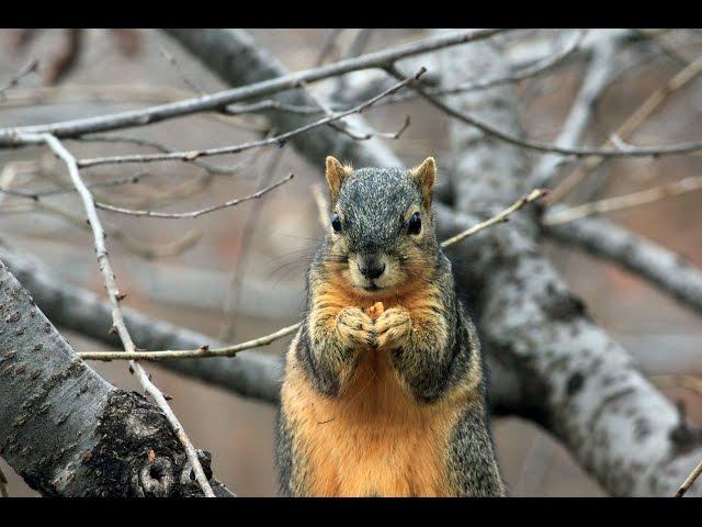 Michigan Wildlife Removal 248-667-7796 Emergency Wildlife Control Dead Animal