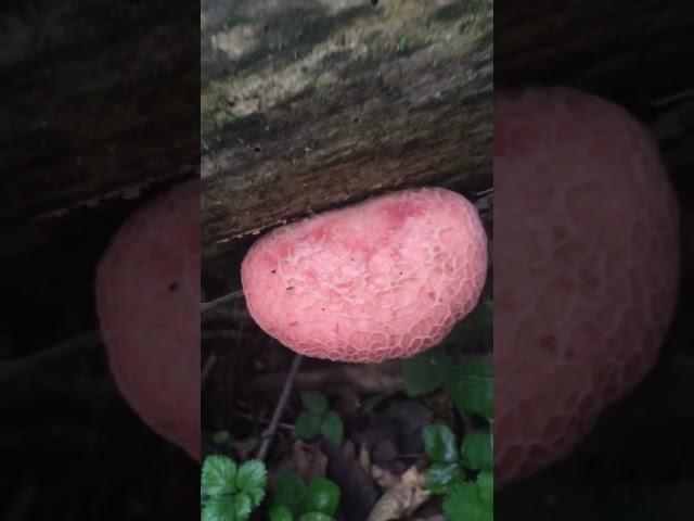 Giant Grouping Of Rare Wrinkled Peach Mushrooms