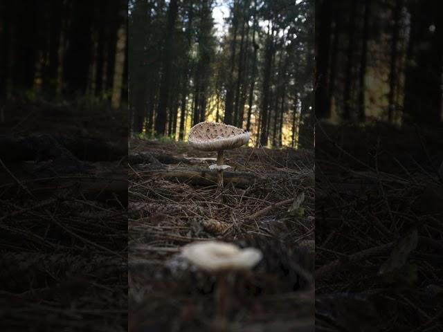 Time to procrastinate! #mushroom #fungi #outdoors #autumn