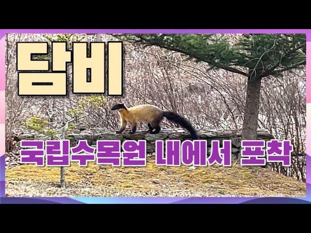 담비, 국립수목원 내에서 포착 [4K영상]