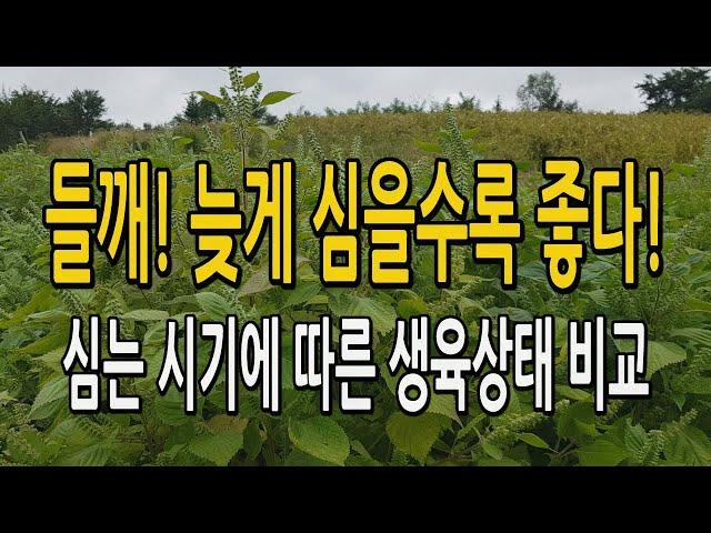 들깨 심는 시기에 따른 생육상태 및 수확량 비교 / 들깨 늦게 심을수록 좋다!