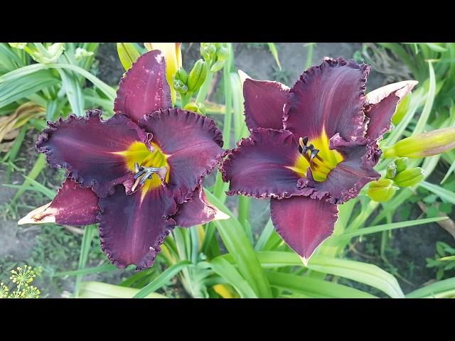 Лилейник Тайный Покровитель (Трошкин) _ Daylily (Hemerocallis 'Taynyiy Pokrovitel' /A.Troshkin)