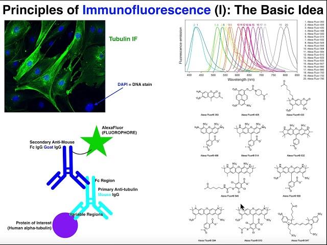 Biotechniques | Basic Principles of Immunofluorescence (IF)