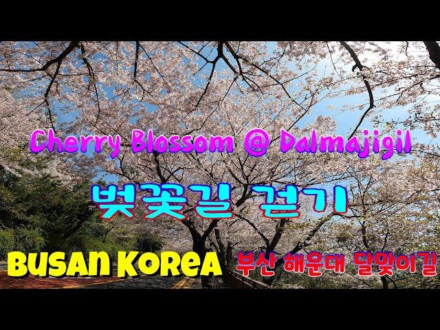 [Busan Korea] Walking VLOG at Dalmaji Cherry Blossom Season on Weekday & Weekend / 활짝핀 달맞이 벚꽃길 걷기 