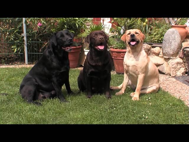 Labrador Retriever: Informationen zur Rasse