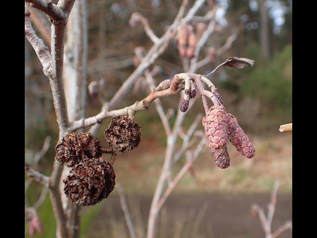 Alder (Alnus glutinosa)