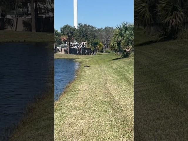 Walking Up to an Alligator! #alligator #florida #adventures #outdoors #vlogger #wildlife #shorts