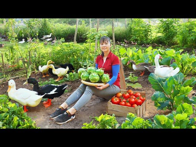 Harvesting Passion Fruit & Vegetable Goes To The Market Sell - Take Care Duckling and Pigs