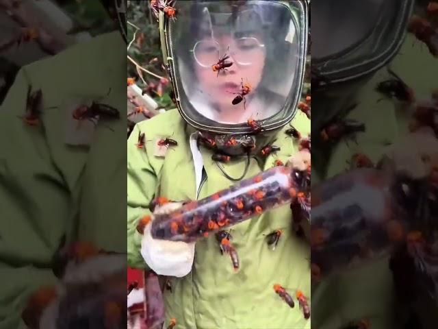 She hunts giant hornets like they’re candy! #shorts