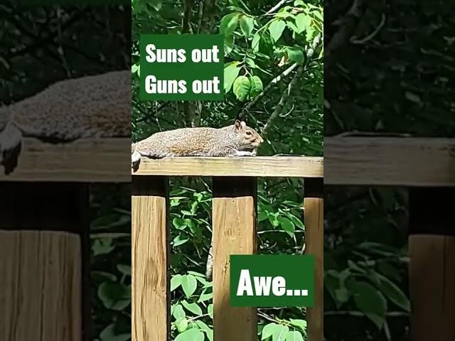 Mr Squirrel taking in some sun on the porch.!️
