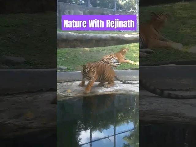 Tigers |shorts|nature|animals|wildanimals|youtubeshortsvideos|naturewithrejinath