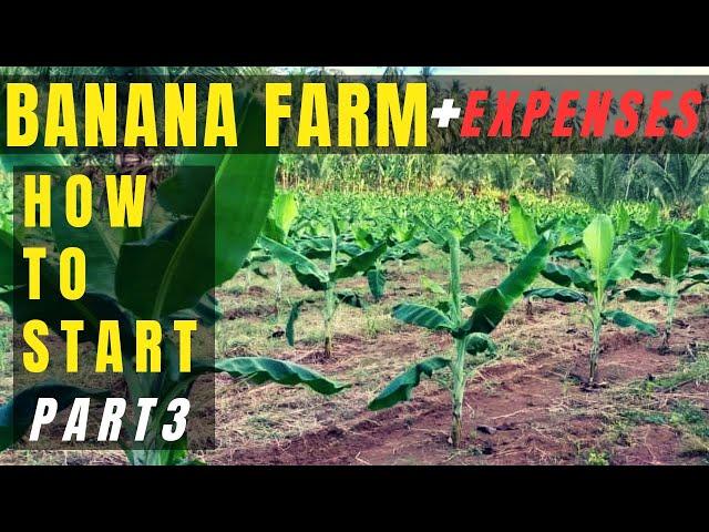 How To and How Much To Start a Banana Farming? Pag maintain ng lakatan na saging OFW Banana Farm P3