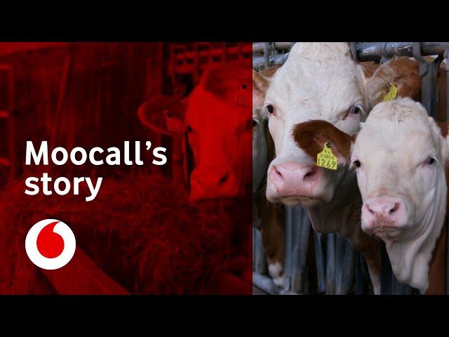 Saving the lives of calves | Moocall | Vodafone Business UK