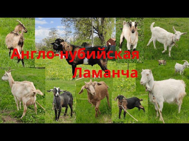 Англо-нубийские козы Ламанча Козочки и козлики ищут новый дом Граф ищет гарем Распродажа козлят