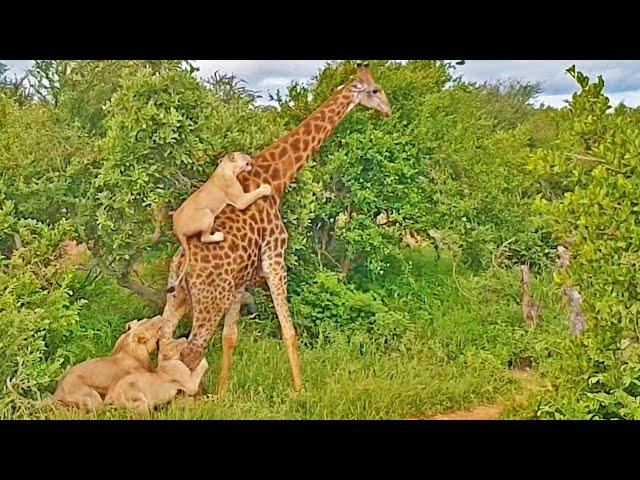 EPIC: Giraffe Gives Lions a Ride!