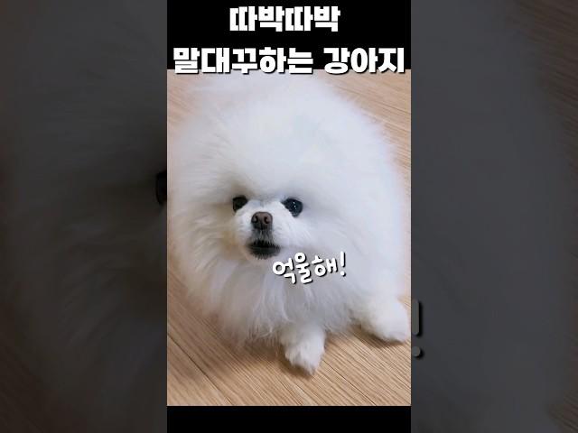 주인 잘못? 강아지 잘못?