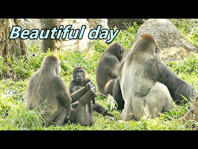 Gorilla D'jeeco family's cozy morning / 大猩猩迪亞哥家族舒適溫馨的早晨