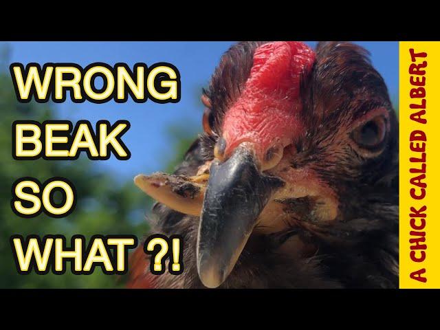 Risky chicken operation - Crooked beak Elvis