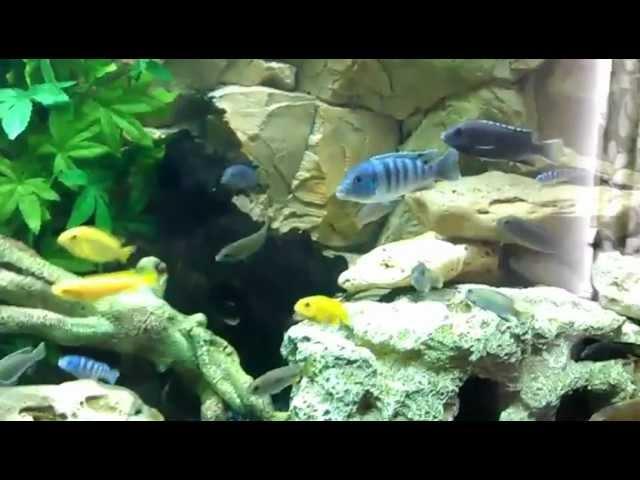 D13H4RDS New ND Aquatics tank Video.