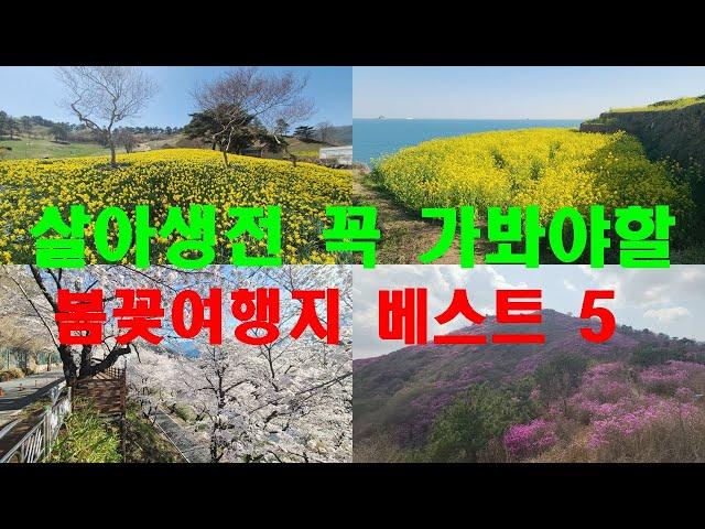 꽃피는 봄 봄꽃여행지 추천 선정 베스트 5