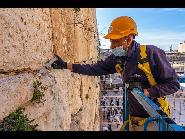 Amid the Covid-19 pandemic, the health of the Western Wall stones is also being cared for