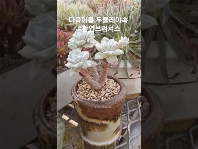 다육식물 #환엽블러쳐스 #청주다육 #多肉植物  #succlents #두둘레야