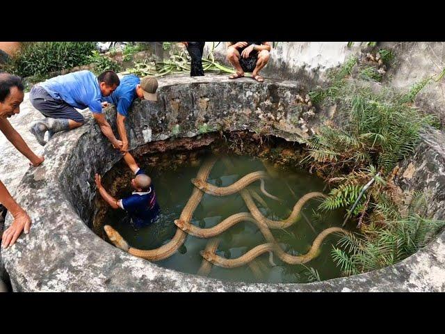 Scariest Snake Encounters Ever Caught on Camera