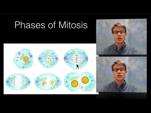 Phases of Mitosis