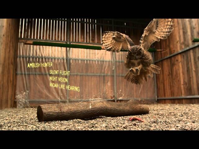 WATCH: World's Largest Owl in Super Slow Motion