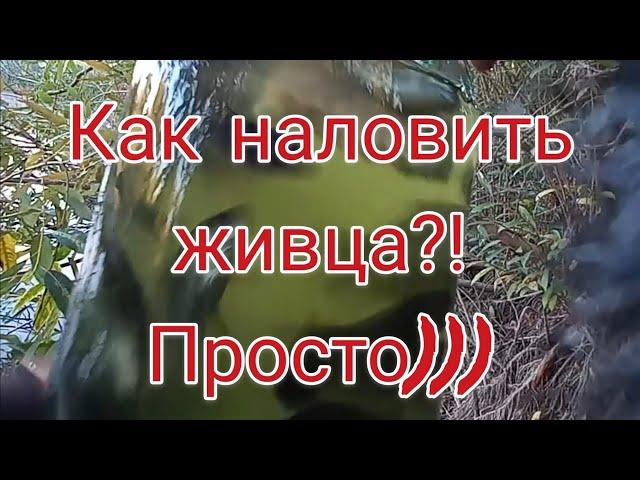 Ловля живца . Лайфхак . Ловля карася . Рыбалка 2021