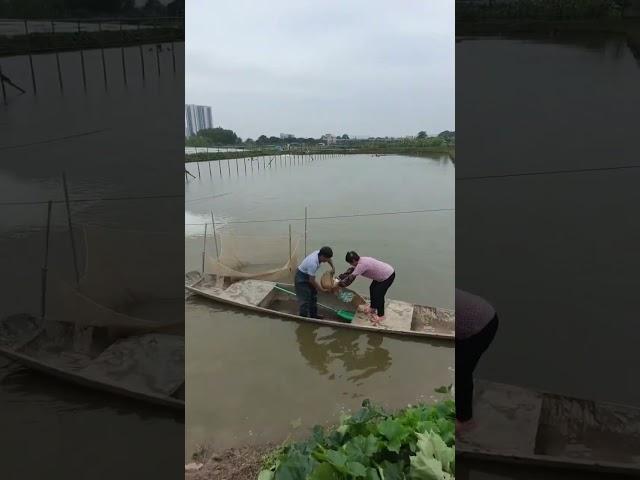 乡村生活