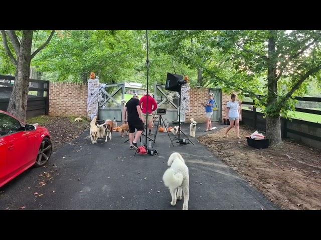 Some old memories of my time working at Doggy Daycare Farm Trips