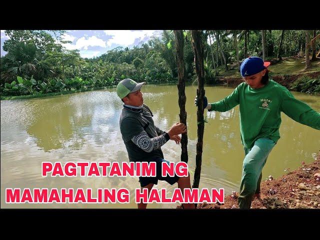 Itlog ng mga manok sa bukid pinakyaw ng FOLLOWERS Pagtatanim ng halaman sa mini lake