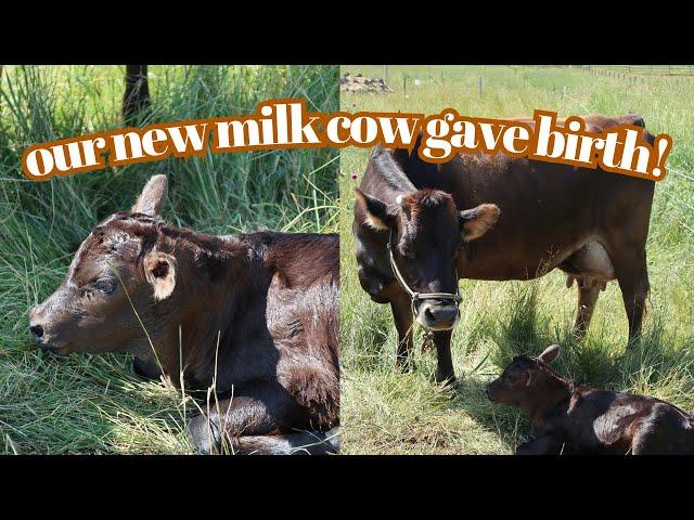 We got a milk cow and she had her calf! My first time milking cows!