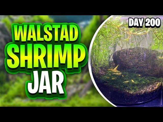 Thriving Walstad Shrimp Jar - Day 200 Update! My Planted Yellow Cherry Shrimp Ecosphere!