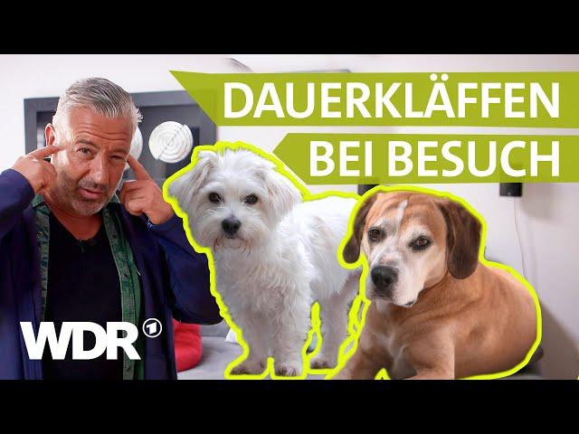 Wenn Hunde Gäste verbellen: So beruhigt man sie langfristig | Hunde verstehen | S06/E01 | WDR