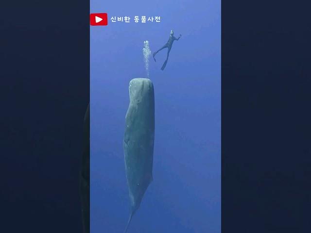 고래가 잠자는 방법#쇼츠